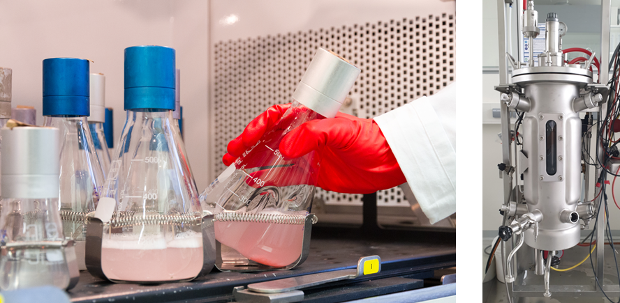 Figure 2: Cultivation of microbial production strains in a shaker flask (left) and in a 10 l fermenter (right).